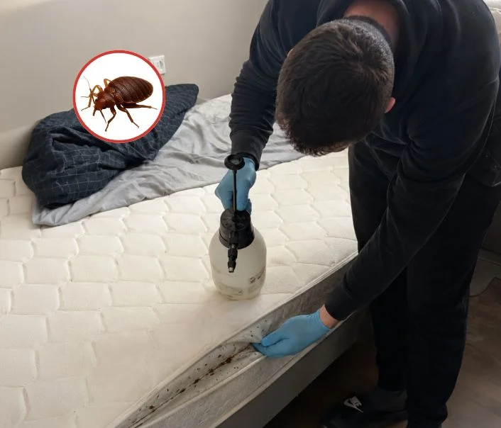 Technicien traitant un matelas contre les punaises de lit à Mareil-en-France